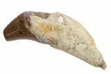 Fossil Primitive Whale (Basilosaur) Tooth - Morocco #225344-1